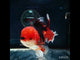 H(NOK-181) Thai Jumbo Tri Color Orchid Tail Oranda 4.50 inch Body Female 8 Months Age
