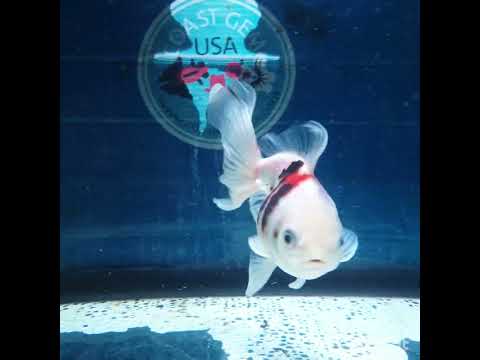 HERE(NOK-226) Thai Tri Color Tiger Orchid Tail Oranda 3.50 inch Body Female 6 Months Age