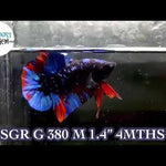 Premium Plakat Male Betta Avatar Our Choice (CBM-1068)