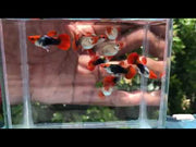  Koi Tuxedo Guppy