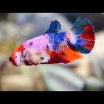 Live Aquarium Betta Fish Candy Koi Plakat Our Choice (CBG-026) R7B02