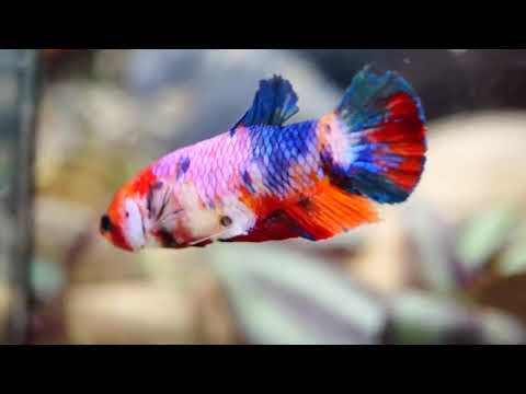 Live Aquarium Betta Fish Candy Koi Plakat Our Choice (CBG-026) R7B02