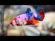 Live Aquarium Betta Fish Candy Koi Plakat Our Choice (CBG-026) R7B02