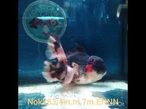 X(NOK-263) Thai Tri Color Orchid Tail Oranda 4.00 inch Body Male 7 Months Age