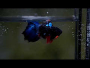 Black Koi Galaxy Male Betta