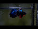 Black Koi Galaxy Male Betta
