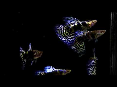 Live Fancy Guppy Fish Premium Quality Blue Tiger King Cobra (CGP-114)