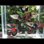 Live Fancy Guppy Fish Premium Quality Dumbo Ear Dark Dragon (CGP-062)
