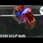 (BBF-A542)9/10 Nemo Pink Candy Halfmoon Male Betta