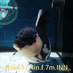 (NOK-197) Thai Panda Yuanbao Oranda 4.00 inch Body Female 7 Months Age