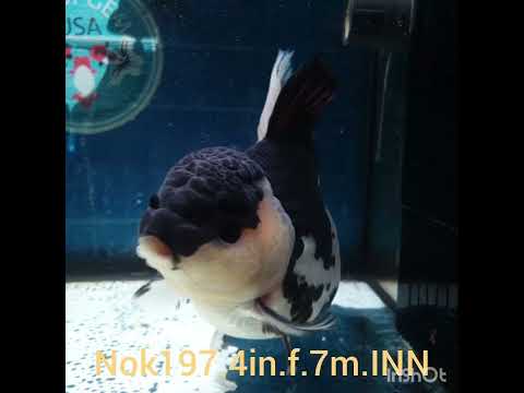 (NOK-197) Thai Panda Yuanbao Oranda 4.00 inch Body Female 7 Months Age