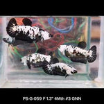 Live Betta Fish Super Black Mamba, Samurai Plakat Our Choice (CBG-028) R7B03