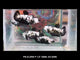 Live Betta Fish Super Black Mamba, Samurai Plakat Our Choice (CBG-028) R7B03