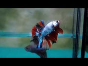 Male Betta Overhalfmoon - Candy Marble dot