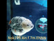 HERE(NOK-279A) Thai Calico Ranchu 4.00 inch Body Female 7 Months Age |PREORDER