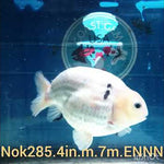 (NOK-285A) Thai White Tiger Calico Ranchu 4.00 inch Body Male 7 Months Age |PREORDER