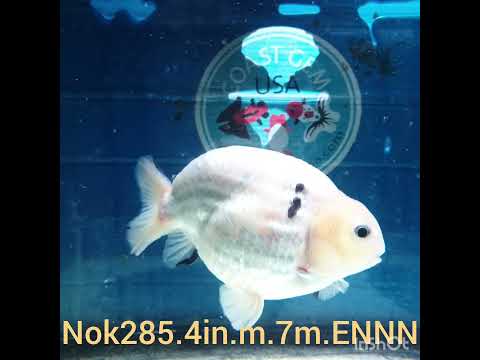 (NOK-285A) Thai White Tiger Calico Ranchu 4.00 inch Body Male 7 Months Age |PREORDER