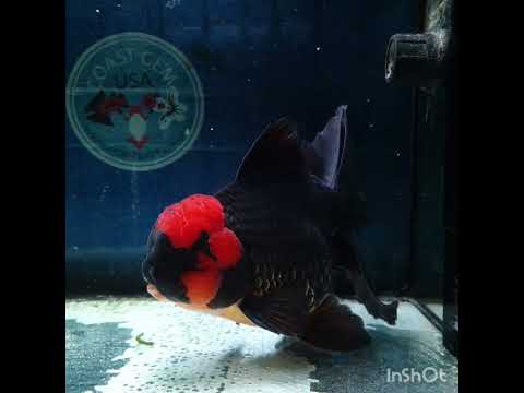 (NOK-339A) Thai Jumbo Apache Orchid Tail Oranda 4.50 inch Body Male 8 Months Age |PREORDER