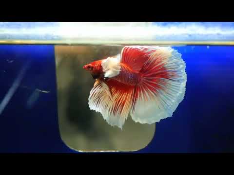 Male Betta Fish - Lavender Dumbo Ear Halfmoon Our Choice (CBM-1095)