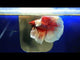 Male Betta Fish - Lavender Dumbo Ear Halfmoon Our Choice (CBM-1095)