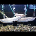 Albino Silver Arowana (Osteoglossum bicirrhosum)