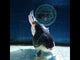 (NOK-340A) Thai Jumbo Panda Orchid Tail Oranda 4.50 inch Body Female 8 Months Age |PREORDER