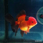 (NOK-258) Thai Apache Orchid Tail Oranda 4.00 inch Body Male 7 Months Age