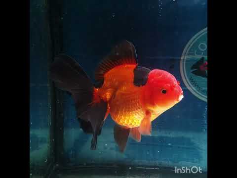 (NOK-258) Thai Apache Orchid Tail Oranda 4.00 inch Body Male 7 Months Age