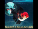 HERE(NOK-307A) Thai Tri Color Orchid Tail Oranda 3.50 inch Body Male 6 Months Age |PREORDER