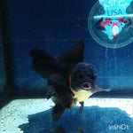 (NOK-231) Thai Apache Orchid Tail Oranda 3.50 inch Body Female 6 Months Age