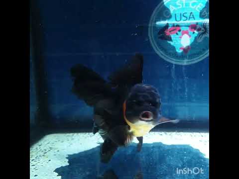 (NOK-231) Thai Apache Orchid Tail Oranda 3.50 inch Body Female 6 Months Age