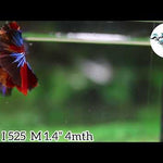(BBF-A525) Nemo Galaxy Dragon Halfmoon Male Betta