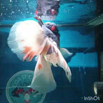 (NOK-260) Thai Tri Color Orchid Tail Oranda 4.00 inch Body Male 7 Months Age