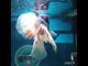 (NOK-260) Thai Tri Color Orchid Tail Oranda 4.00 inch Body Male 7 Months Age