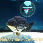 (NOK-287A) Thai Steel Blue Ranchu 4.00 inch Body Male 7 Months Age |PREORDER