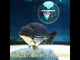 (NOK-287A) Thai Steel Blue Ranchu 4.00 inch Body Male 7 Months Age |PREORDER