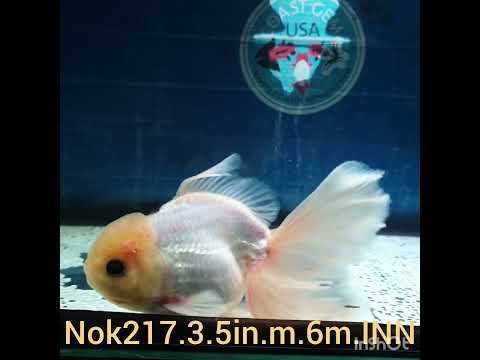 H(NOK-217) Thai Panda Orchid Tail Oranda 3.50 inch Body Male 6 Months Age