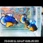 Live Freshwater Betta Male Plakat Premium Quality Multi Color Mustard Mustard Our Choice (CBM-1037)