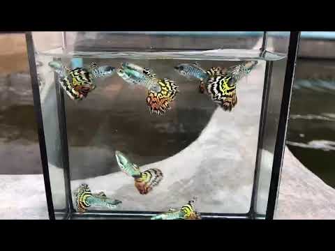 Live Fancy Guppy Fish Premium Quality Yellow Tiger Halfmoon Mosaic XL Size (CGP-035)