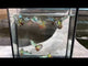 Live Fancy Guppy Fish Premium Quality Yellow Tiger Halfmoon Mosaic XL Size (CGP-035)