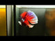 Male Betta Fish - Lavender Dumbo Ear Halfmoon Our Choice (CBM-1095)