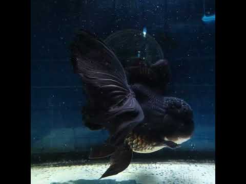 (NOK-356A) Thai Black Orchid Tail Oranda 4.00 inch Body Female 7 Months Age |PREORDER