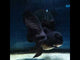 (NOK-356A) Thai Black Orchid Tail Oranda 4.00 inch Body Female 7 Months Age |PREORDER
