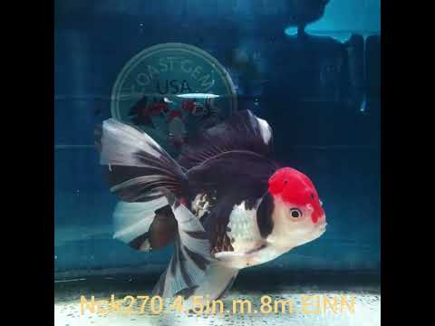 (NOK-270) Thai Tri Color Orchid Tail Oranda 4.00 inch Body Male 8 Months Age