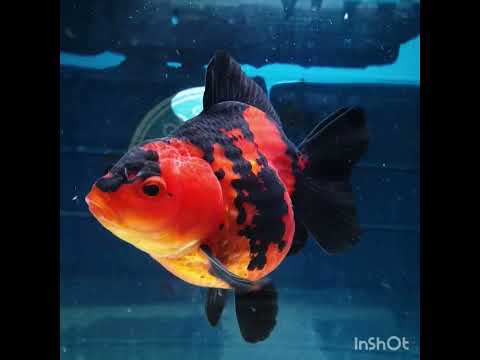 (NOK-294A) Thai Apache Medium Tail Oranda 3.50 inch Body Female 6 Months Age |PREORDER