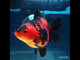 (NOK-294A) Thai Apache Medium Tail Oranda 3.50 inch Body Female 6 Months Age |PREORDER