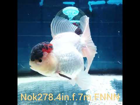 (NOK-278A) Thai Tri Color Orchid Tail Oranda 4.00 inch Body Female 7 Months Age |PREORDER