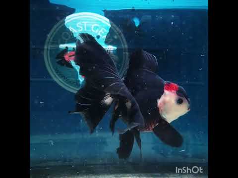 (NOK-312A) Thai Tri Color Orchid Tail Oranda 3.50 inch Body Female 6 Months Age |PREORDER