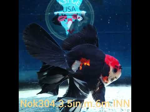 (NOK-304A) Thai Tri Color Orchid Tail Oranda 3.50 inch Body Male 6 Months Age |PREORDER