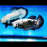 Live Betta Fish Super Black Mamba, Samurai Plakat Our Choice (CBG-028) R7B03
